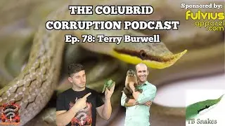 Arboreals: Rhinos & Rear-Fangeds w/ Terry Burwell | The Colubrid Corruption Podcast | Ep. 78