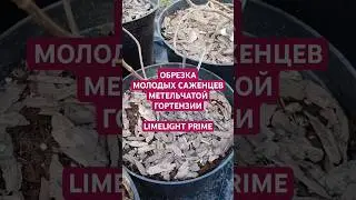 Обрезка саженцев метельчатой гортензии Limelight Prime/Лаймлайт Прайм #shorts #garden #гортензия