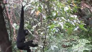 West Black-crowned Gibbon in Xinping of Ailaoshan NNR Yunnan
