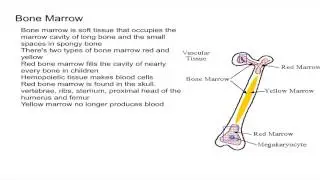 Bone Marrow