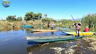 SACANDO LIRIO EN EL LAGO DE PATZCUARO 2025