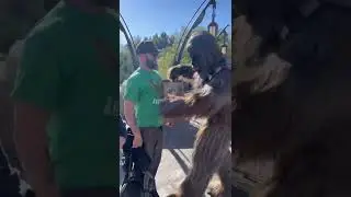 Chewbacca handing out hugs to Zing