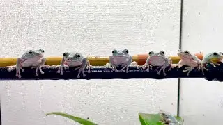 カエルに霧吹きで水をかけるとこうなります
