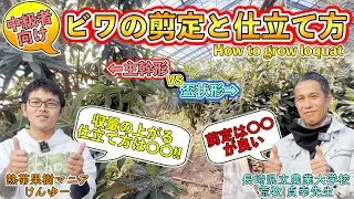 【目からウロコ】収量のあがる「ビワ」の剪定と仕立て方！プロ栽培者に徹底的に聞いてきました！【長崎県立農業大学校 荒牧貞幸先生】