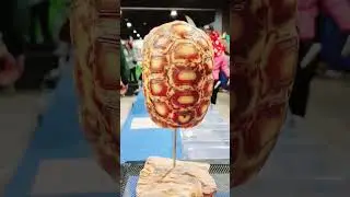 Turtle shell on display!#turtleshell #displayonturtleshell #art #lifescience2026 #reptileexpo2026