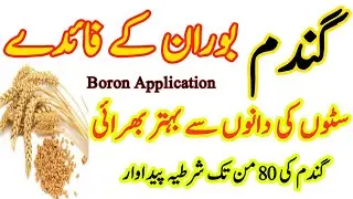 Boron Application in Wheat | Application of Boron in wheat crop |How to use Boron in Wheat