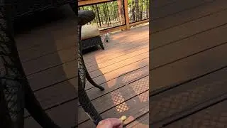 #Squirrels #fishing #funny #music #wildlife #happy #music #cute #bait