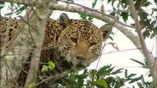 WeForest in Brazil: Reconnecting forests to preserve wildlife
