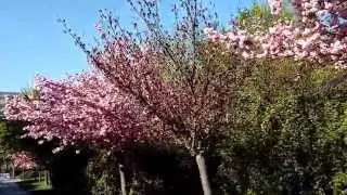 cherry blossom in Vienna public garden