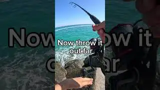 Croakers are arguably the best bait for snook￼