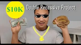 Turn $1000 into $10K - double recessive ball python project