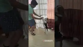 Smart dog dancing on two legs #shorts #dog #dogsofyoutube #dance