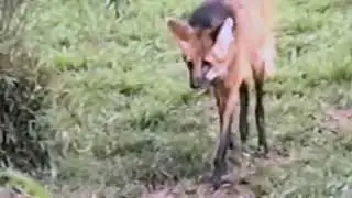 Maned Wolf: The Majestic Lobo-Guar&aacute; at S&atilde;o Paulo Zoo Brazil - (Chrysocyon brachyurus)