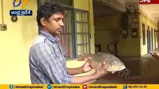 Andhra University Student Research on Rare Golden Mahseer Fish | at Vizag