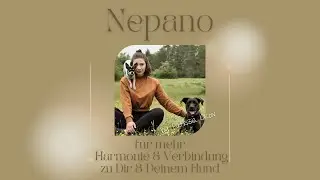 Bevor das Hundetraining beginnt, fang damit an