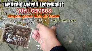 HUNTING FOR LEGENDARY BAIT // YUYU GEMBOS !!!