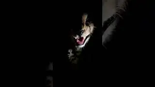 First Look of Cheetah | Cheetah In India #cheetah