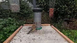 Bird Feeder Live Stream from Cobh, Ireland