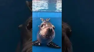 This Looked Better in My Head #funnyanimals #animalmemes #relatable #dancing #shorts