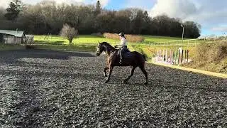 Sophie Collins & Mr Banks - Novice 5 - E-Riders January 2026