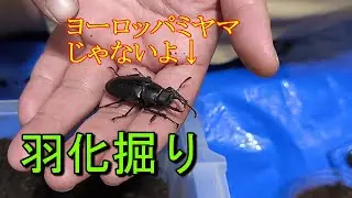 ラティコルニスミヤマの羽化掘り出し！ボルネオキクロもでるよ！
