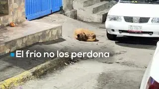 Ellos también sienten | El drama de los perros sin casa ante el frío