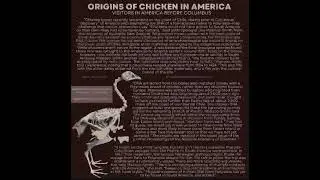 Origins of Chicken in America