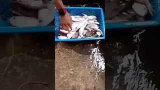 Слишком много рыбы поймали 😱🐟#шорты #еда #приготовлениеморепродуктов #рыбалка #рецептыизморепроду...