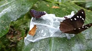 Colombian Andean butterflies in their feeding behavior Colombia 1