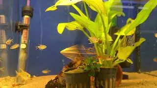 Fish shop tour at Gwynedd Aquatics and collecting my new Midas cichlid!😍