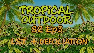 Homegrown Cannabis in Tropical Thailand 2025 | Outdoor Grow 2025 Season 2 Episode 3 #BudHead