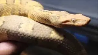 Viper Boa ( Candoia Aspera )