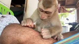 Zueii Focus Grooming & Massage My Leg