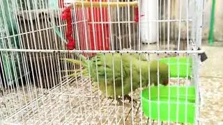 #Cherry taking bath in such a cold weather