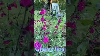 My secret garden quest 105 #salvia #cherry lips