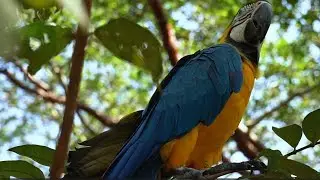 Tropical Birds Singing - 15 Minutes of Exotic Rainforest Sounds for Relaxation