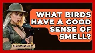 What Birds Have A Good Sense Of Smell? - Bird Watching Diaries