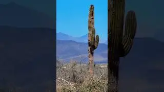 Baja Desert in April🌵#Baja #mexico #bcs #cactus #desert #nature #mountains #cerritos #plants #beauty