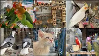 Bird's Market / Souq waqif - Doha, Qatar / Tamil Vlog Qatar