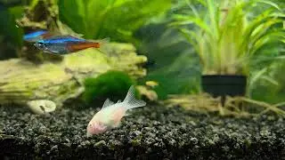 Sweet Corydoras