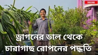 ড্রাগনের‌ cutting থেকে শুরু করে চারাগাছ রোপনের সঠিক পদ্ধতি || Beauty of Nature || Nilkamal Das