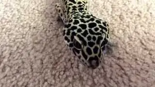 The Lizard: A Quest For Crickets
