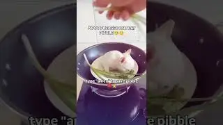 DONT EAT PIBBLE TYPE AMEN #pibble #meme #amen