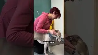 Massage canin : le soutien pour les chiens stress&eacute;s #pourtoi #fyp #funnydogs