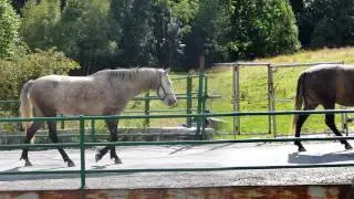 WARUM F&Auml;LLT EIN PFERD NICHT UM? Eine Slow Motion Studie