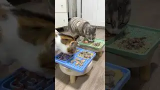🎧ASMR Enrichment mat for two🍽️ #cat #kitten #catlovers #petlovers #catfood #catasmr #asmr #pets