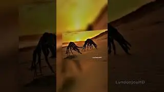 Strange creatures captured on camera on a South African beach
