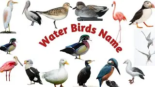 Water Birds Name/birds vocabulary/Types of birds/water Birds Name in English with pictures/