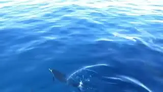 Dolphins - (Official Music Video)