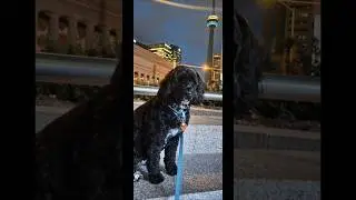 Dog friendly hotels in Toronto, Are you traveling with dog? #petfriendlyhotel